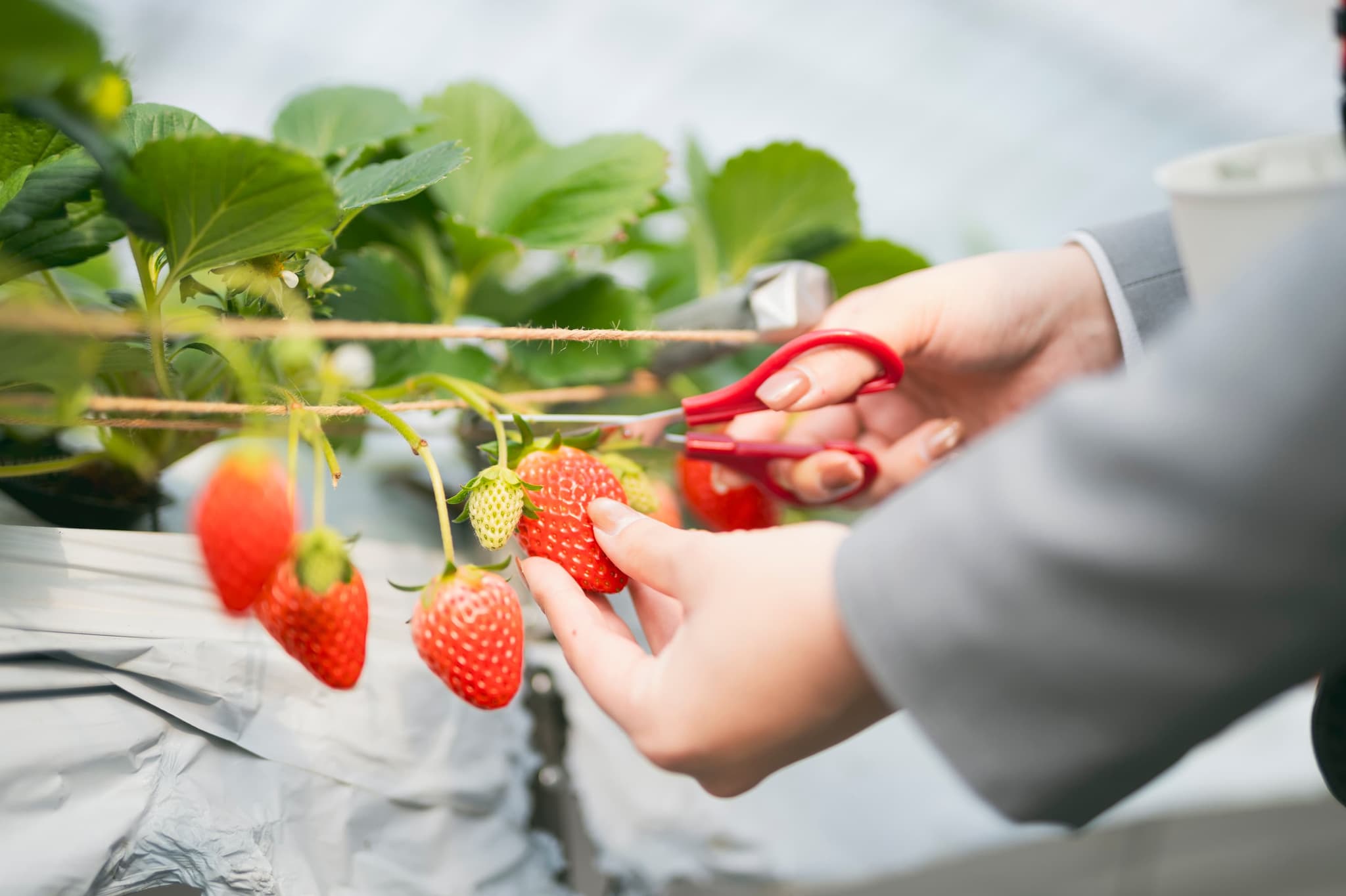 夢街道farm67 いちご狩り